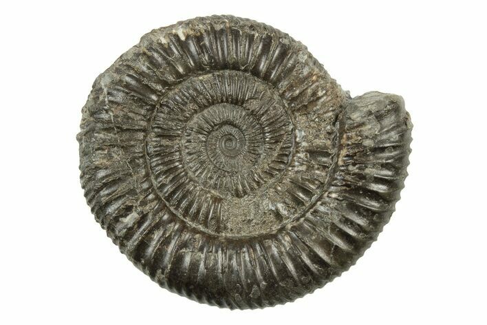 Ammonite (Dactylioceras) Fossil - England #242269